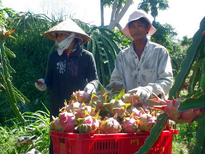 Hỗ trợ phát triển khu vực kinh tế HTX